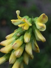 Eriosema parviflorum