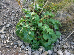 Crambe koktebelica