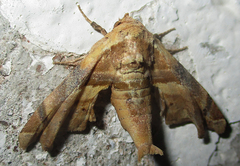 Eutelia callichroma