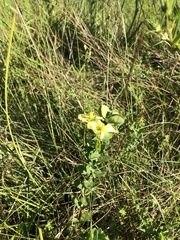 Hypericum crux-andreae