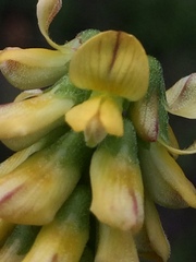Eriosema parviflorum