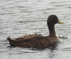 Anas platyrhynchos × undulata