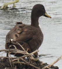 Anas platyrhynchos × undulata