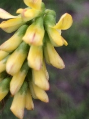 Eriosema parviflorum