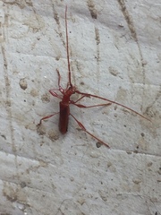Chenoderus testaceus