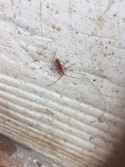 Chenoderus testaceus