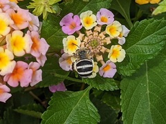 Amegilla quadrifasciata