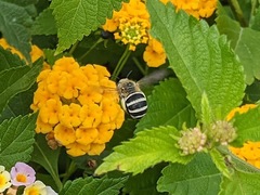 Amegilla quadrifasciata