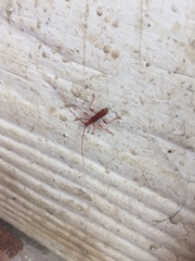 Chenoderus testaceus