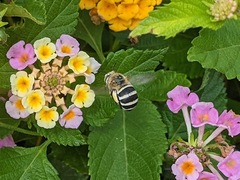 Amegilla quadrifasciata