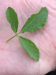 Eriosema parviflorum