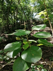 Croton suberosus