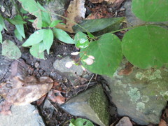 Hylodesmum