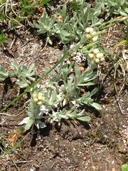 Antennaria alpina
