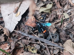 Scolia fasciatopunctata