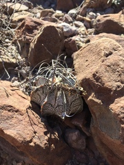 Astrophytum capricorne