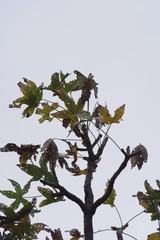 Cussonia natalensis