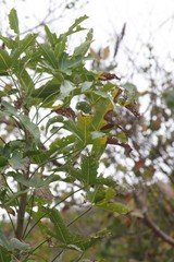 Cussonia natalensis