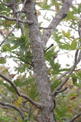 Cussonia natalensis