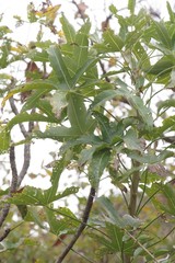 Cussonia natalensis