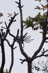 Cussonia natalensis