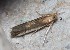 Honora montinatatella