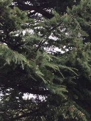 Cedrus deodara