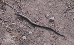 Ablepharus kitaibelii