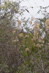 Bauhinia galpinii