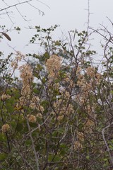 Bauhinia galpinii