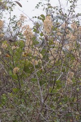 Bauhinia galpinii