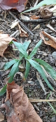 Careyanae