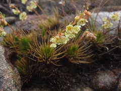 Psammotropha