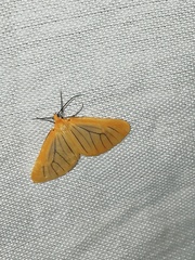 Eubaphe