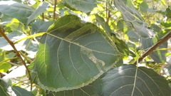 Phyllocnistis unipunctella