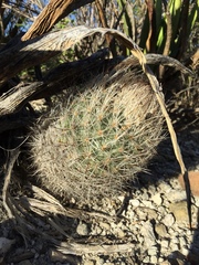 Rapicactus beguinii