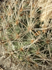 Rapicactus beguinii