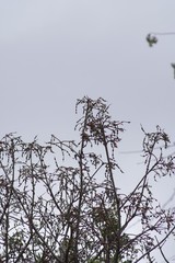 Erythrina lysistemon