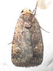 Athetis leuconephra