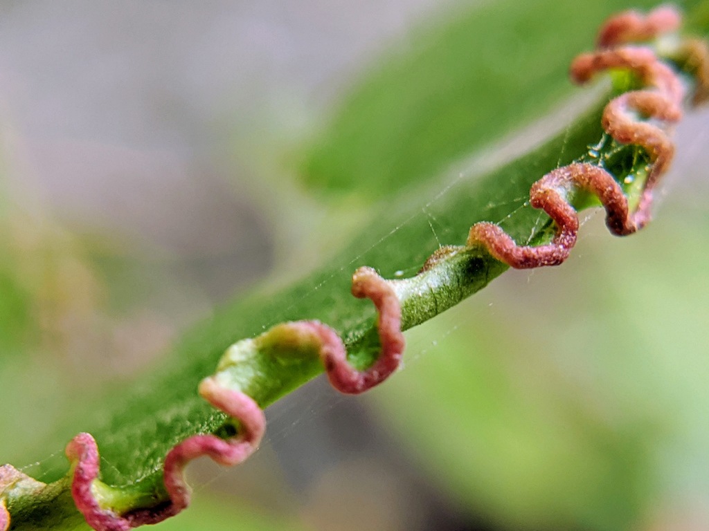 Tupelo leaf edge gall mite