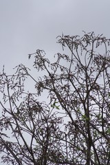 Erythrina lysistemon