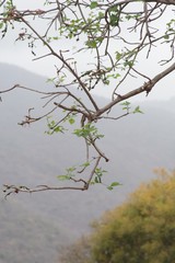 Erythrina lysistemon