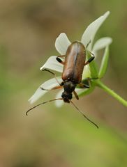 Cortodera femorata