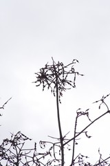 Erythrina lysistemon