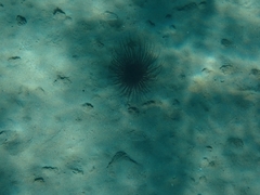 Cerianthus membranaceus