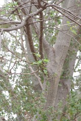 Erythrina lysistemon