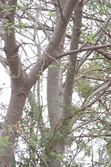 Erythrina lysistemon