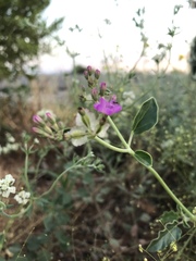Acleisanthes chenopodioides