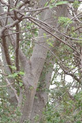 Erythrina lysistemon