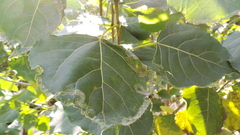 Phyllocnistis unipunctella